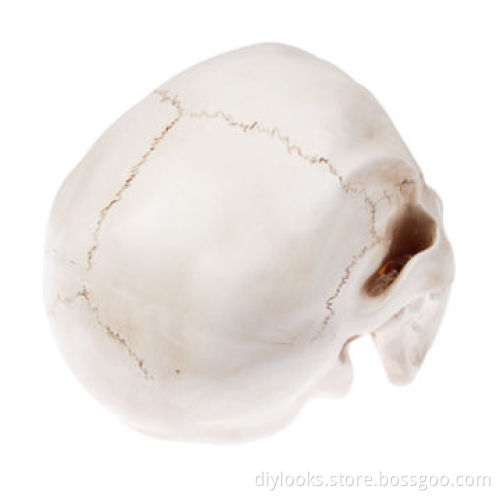 Resin Material Skull Head Hallowmas Prop Gadget Display